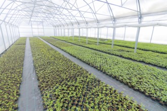 Greenhouse plant nursery. Spring Seedlings, Young plants growing