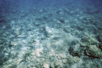 Sea Life Underwater rocks Sunlight, Underwater Life