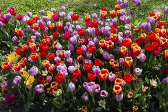 Blooming tulips flowers in as floral plant background