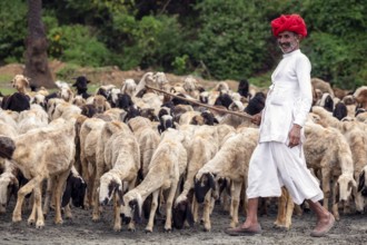 A man from the Rabari community with his goats, Gujarat, India, Asia
