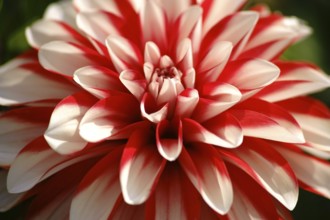 Close-up of a white and red patterned dahlia with many small petals