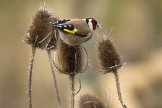 Goldfinch, Goldfinch (Carduelis carduelis), Goldfinch on a thistle