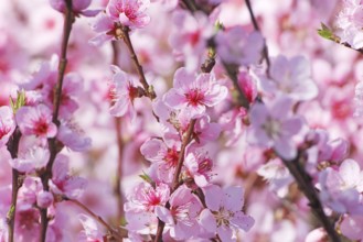 Beautiful Pink Peach Blossoms in a Garden