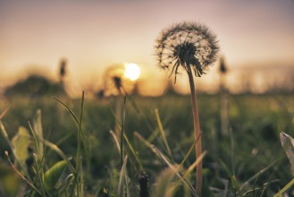 Dandelion, dandelion (Taraxacum) in a meadow at sunset, creating a peaceful evening mood, Groede,
