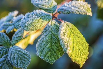 Frost streak on leaves of blackberry (Rubus fruticosus), illuminated by the low sun, which