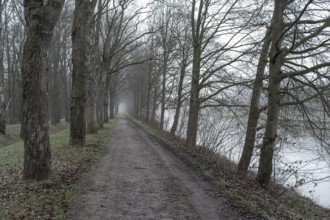 A misty path and riverbank lined with bare trees, under a calm, overcast sky