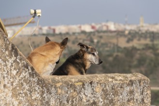 Two dogs on the roof of a house in Fes observing their territory, Morocco, Africa
