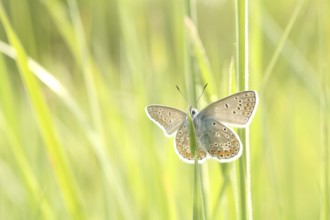 Common Blue Butterfly on a spring meadow in the sunshine