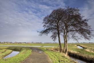 Solitary tree along a cycle path through the meadows at the Frisian village of Oosterzee