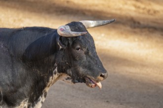 Brave bull in the bullfight arena, Raging bull ready to ram.