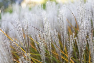 Ornamental grass in autumn, Pennisetum, Brunn am Wald, Lower Austria, Austria, Europe