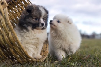 Little puppies. Pomeranian puppies playing outdoor Pomeranian spitz-dog