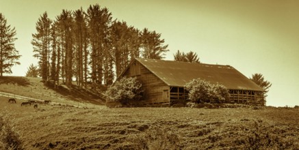 An old barn on a farm with horses