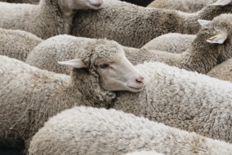 Flock of sheep passing through a cattle route. Close-up view