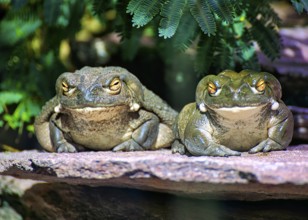 Two frogs sitting next to each other on a rock, surrounded by green leaves in daylight, bullfrog