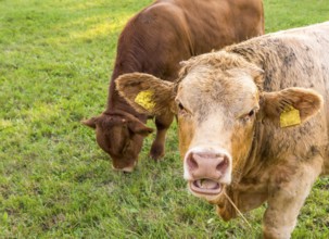 Animal portrait with a young german bull caught with the mouth open, chewing hay
