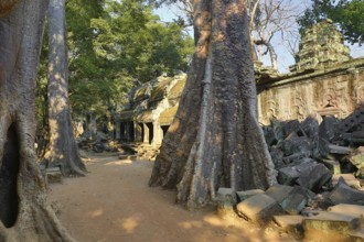 Giant trees and the ruin of Ta Prohm temple in Angkor Wat (Siem Reap, Cambodia)