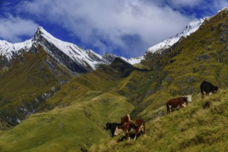 Cattle grazing on grass field in Mount Aspiring National Park, South Island, New Zealand, Oceania
