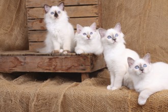SACRED CAT OF BIRMA, BIRMAN CAT, BIRMAN CAT, LITTER, LOOKS INTERESTED