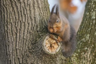 Red squirrel on tree trunk, Forest squirrel (Sciurus vulgaris)