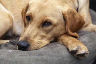 Blonde Labrador retriever dog portrait.