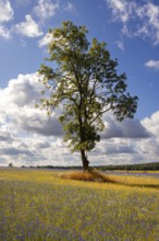 Flowering meadows Selketal Harz near Stiege