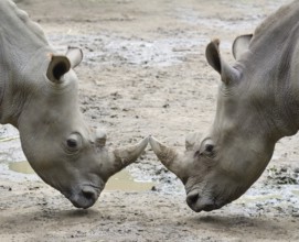 Two rhinos in threat posture opposite one another
