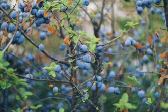 Fruits of blue plums on the branches of a plum tree during ripening.