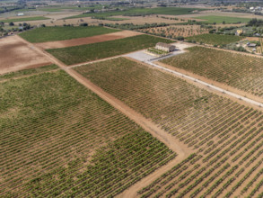 Son Llompart vineyards by Macia Batle, Santa Eugenia, Majorca, Balearic Islands, Spain, Europe