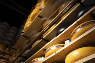 Typical dutch cheese, Amsterdam, Netherlands