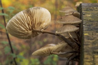 A forest mushroom on a tree trunk