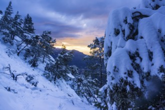 Pinos nevados, Portell de Sa Costa, Soller, Mallorca, balearic islands, spain