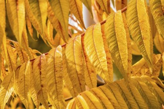 View of autumn-coloured leaves