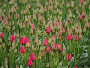 Bed with closed red tulip buds amidst green leaves, urk, netherlands