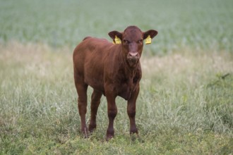 Red cattle calf on the pasture