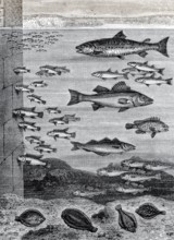 Fische in der Nähe der Kaikante