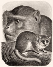 Berberaffen (Macaca sylvanus), Mausmakis (Microcebus)