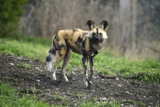 The African hunting dog (Lycaon pictus), photographed in Christchurch, New Zealand, Oceania