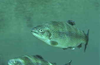 Rainbow trout, Oncorhynchus mykiss, Germany, Bavaria, Europe