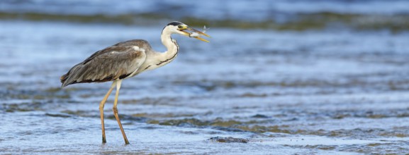 Grey grey heron (Ardea cinerea), Foraging, Boat Trip, Tiszaalpár, Kiskunsági National Park,