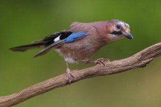 Jay, European Jay, Jay, eurasian jay (Garrulus glandarius), Geai des chênes, Arrendajo Común,