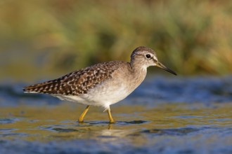 Wood sandpiper (Tringa glareola), Chevalier sylvain, Andarríos Bastardo, Raysut, Salalah, Sohar,