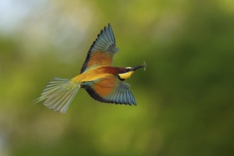 Bee-eater, (Merops apiaster), flight photo, Tiszaalp-r, Kiskuns-gi National Park, B-cs-Kiskun,