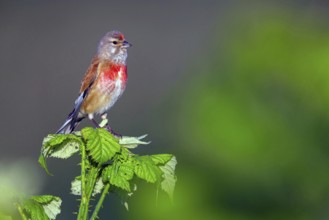 Linnet, Common Linnet, Eurasian Linnet, (Carduelis cannabin), (Acanthis cannabina), Linotte