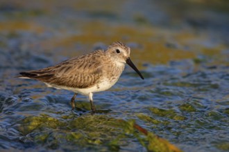 Animal, Animals, Bird, Birds, dunlin (Calidris alpina), Snipe bird, Raysut, Heligoland,