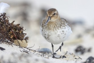 Animal, Animals, Bird, Birds, dunlin (Calidris alpina), Snipe bird, Heligoland, Schleswig-Holstein,