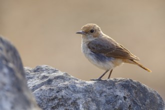 Arabian Wheatear, (Oenanthe lugentoide, Middle East, Oman, Jabal Samhan, Salalah, Dhofar, Oman,