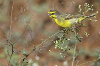 Mozambique Canary, Crithagra mozambica, Serinus mozambicus, Yellow-fronted Canary, Serin du