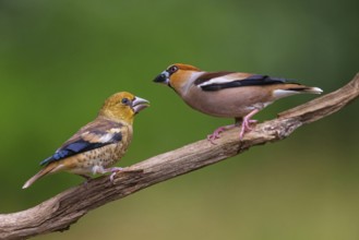 A hawfinch (Coccothraustes coccothraustes), Tiszaalp-r, Kiskuns-gi National Park, B-cs-Kiskun,