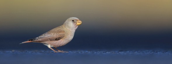 Trumpeter finch (Bucanetes githagineus), Fuerteventura, Canary Islands / Canary Islands, Spain,